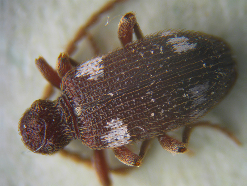 Anobiidae Ptininae:  Ptinus sexpunctatus